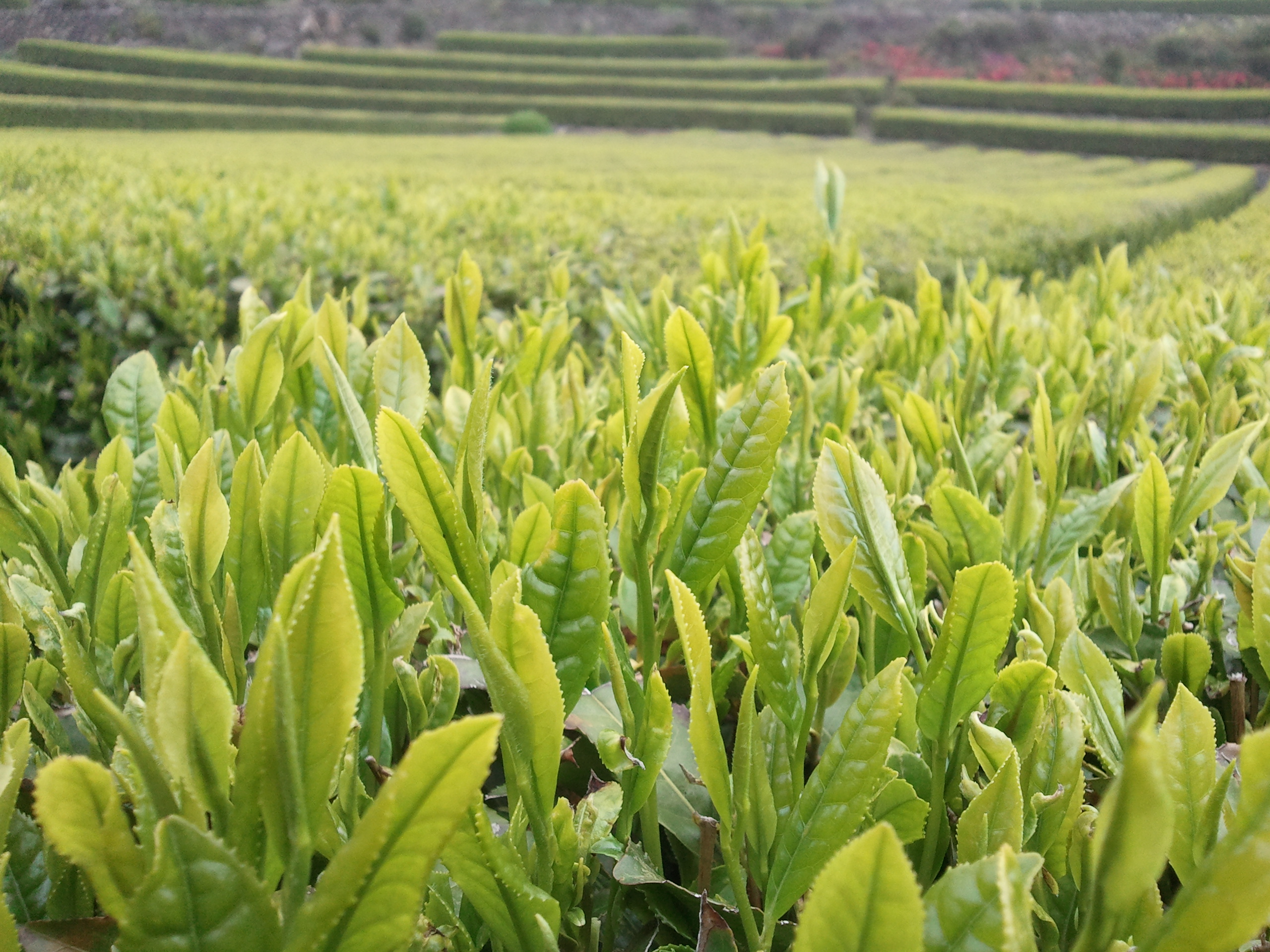 햇녹차잎이 상큼한 생태원의 아침입니다.